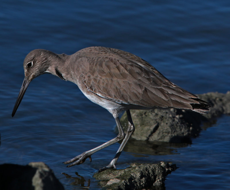 Willet