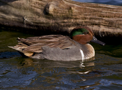 Green Wnged Teal