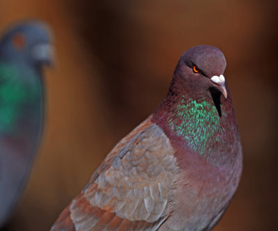 Pigeon