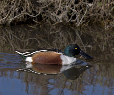 Northern Shoveler