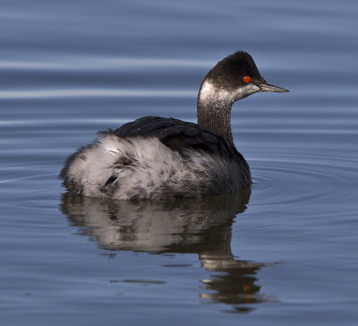 Grebe