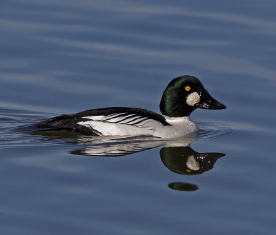 Common Goldeneye