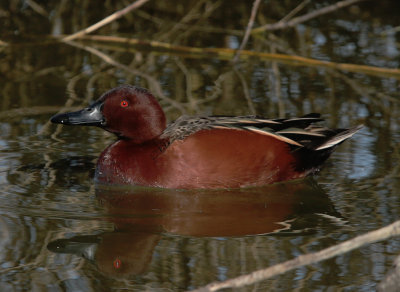 Cinnamon Teal