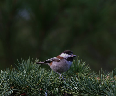 Chickadee