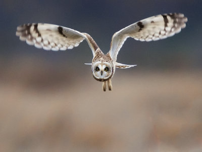 Bruce-Benson-GD-04-Short Earred Owl in flight.jpg