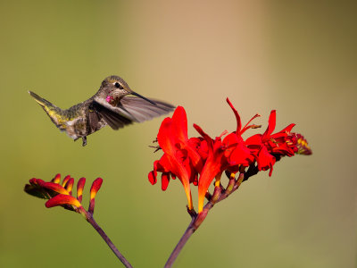 Marymoore-Hummingbird-2.jpg