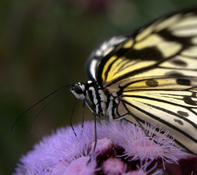 butterfly up close