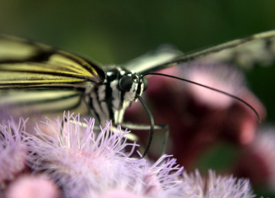 butterfly up close