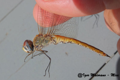 Pantala flavescens - Wandering Glider