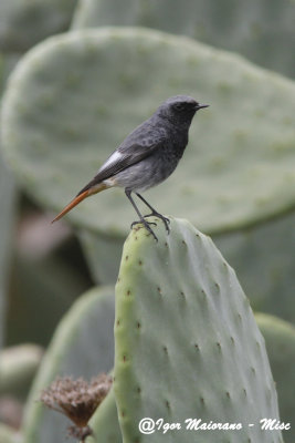Codirosso spazzacamino (Phoenicurus ochruros - Black Redstart)