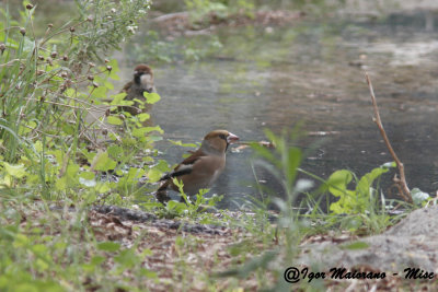 Frosone (Coccothraustes coccothraustes - Hawfinch)