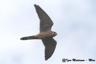 Gheppio (Falco tinnunculus - Kestrel)