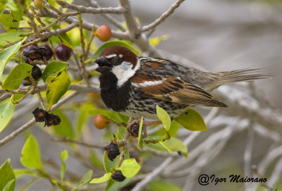 Passera sarda (Passer hispaniolensis - Spanish Sparrow)