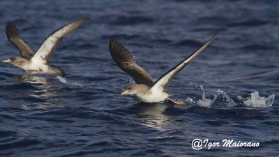 Berte maggiori (Calonectris diomedea ssp. borealis - Cory's Shearwater)