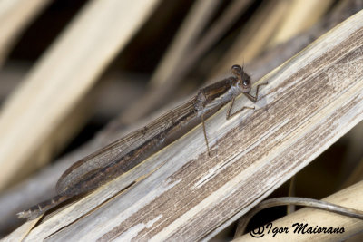 Sympecma fusca - Common Winter Damsel