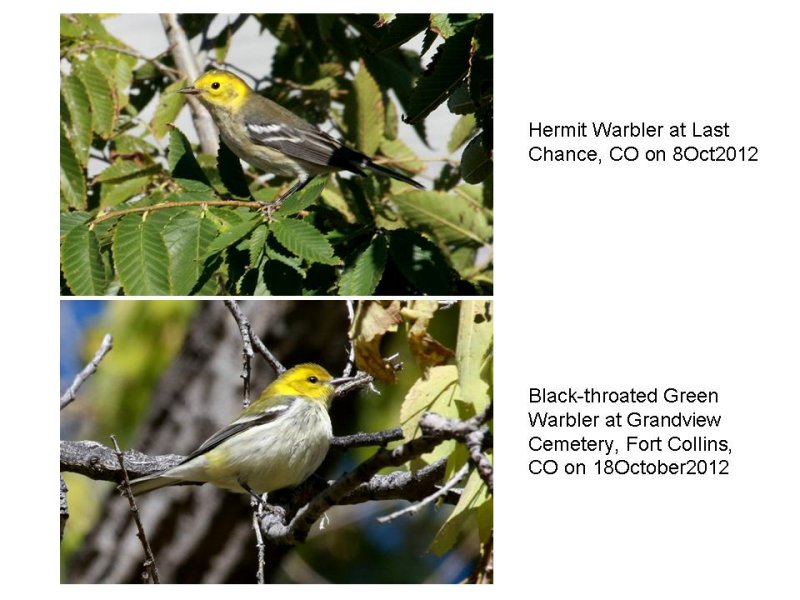 Black-throated Green/Hermit Warbler