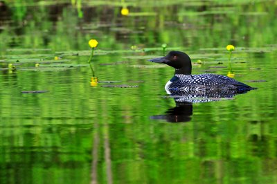 Common Loon