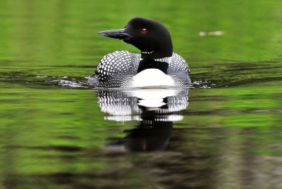 Common Loon