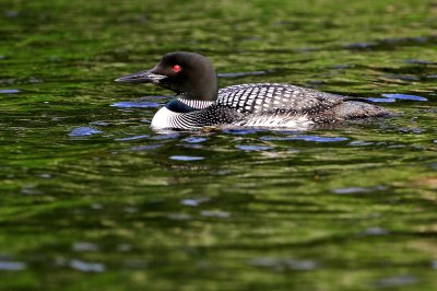 Common Loon