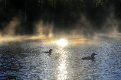 Common Loon