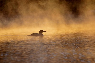 Common Loon