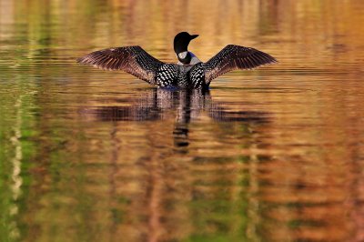 Common Loon