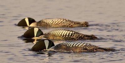 Common Loon