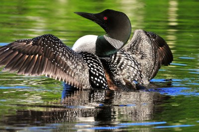 Common Loon