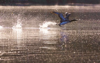 Common Loon