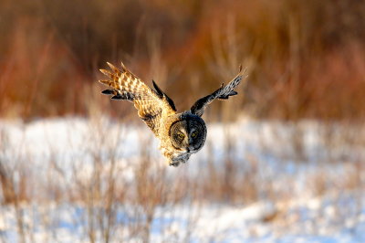 Great Gray Owl