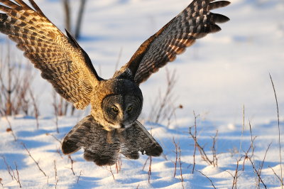Great Gray Owl
