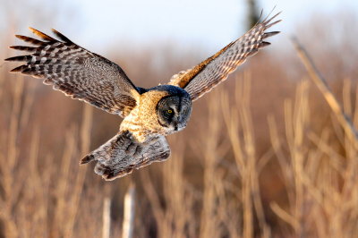 Great Gray Owl
