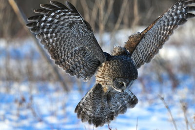 Great Gray Owl
