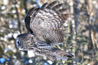 Great Gray Owl