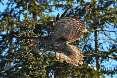 Great Gray Owl