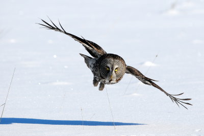 Great Gray Owl