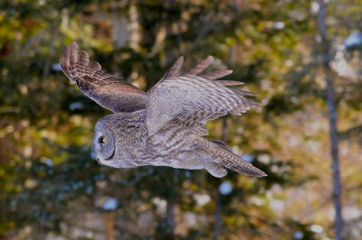 Great Gray Owl