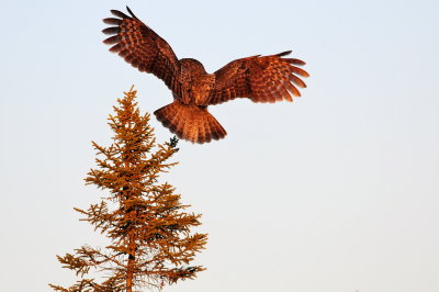 Great Gray Owl