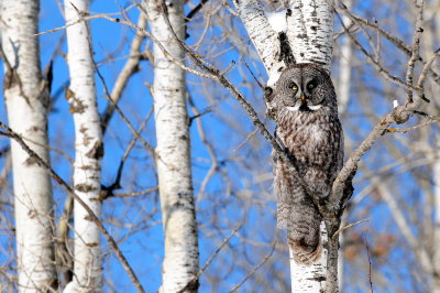 Great Gray Owl