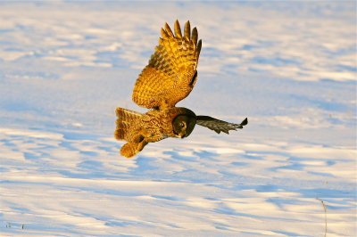 Great Gray Owl