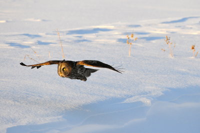 Great Gray Owl