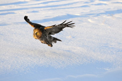 Great Gray Owl