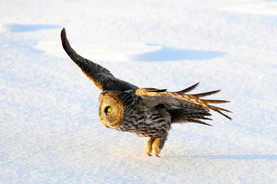 Great Gray Owl