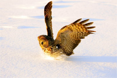 Great Gray Owl