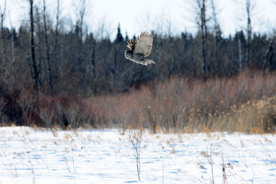Great Gray Owl