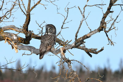 Great Gray Owl