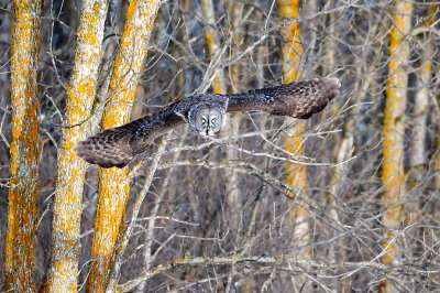 Great Gray Owl