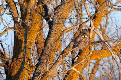 Great Gray Owl
