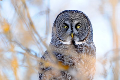 Great Gray Owl