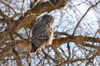 Great Gray Owl